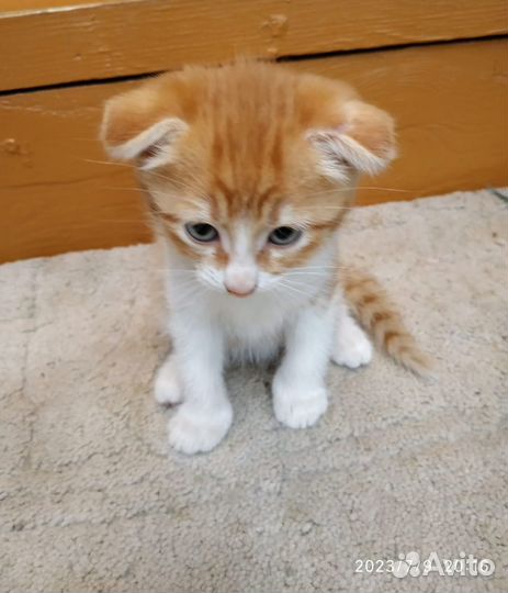 Вислоухий котенок