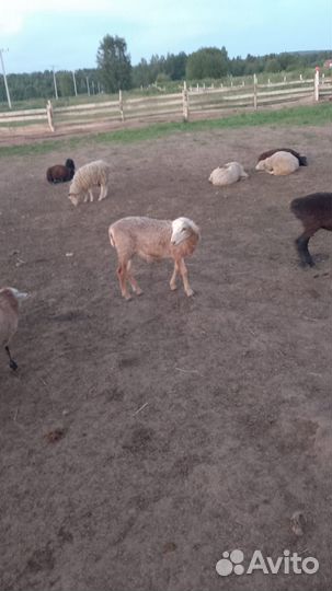 Продам баранов и овец