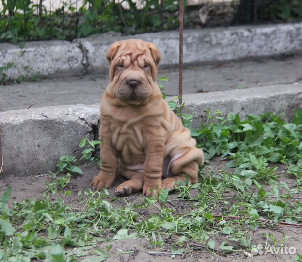 Очаровательные Девочки