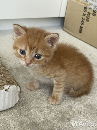 Котята в добрые руки 1 месяц