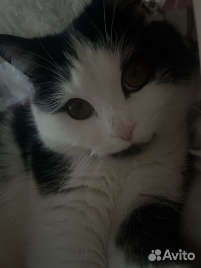 Очень ласковый кот в добрые руки, к лотку приучен