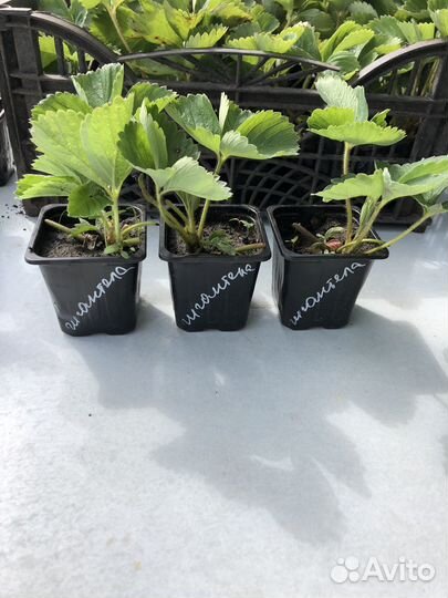 Рассада клубники