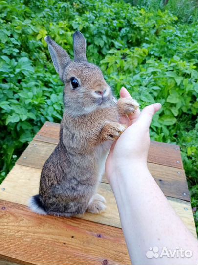 Мини кролик