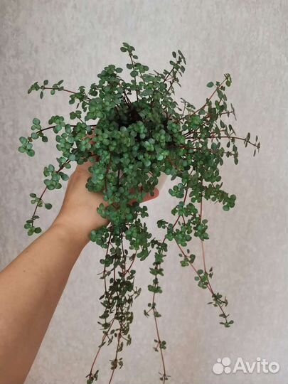 Комнатные растения цветы