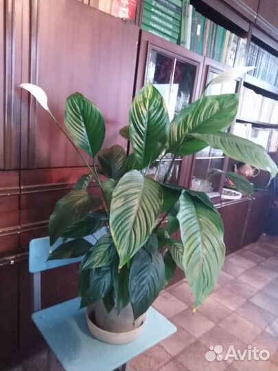 Спатифиллум