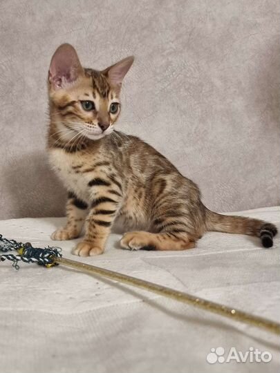 Бенгальская