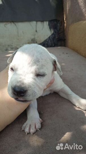 Щенки питбуля