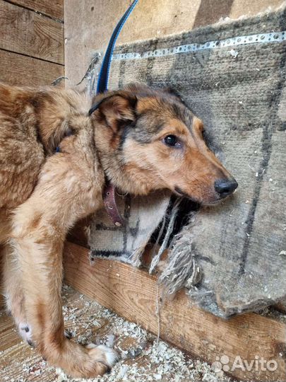 Добрый Лобзик - изгой в приюте