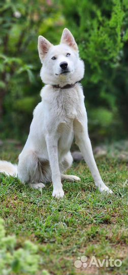Аляска в добрые руки