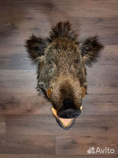 Чучело головы кабана