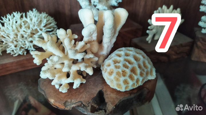 Ракушки и кораллы для аквариума