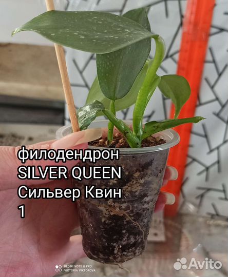 Филодендрон silver queen (сильвер Квин)
