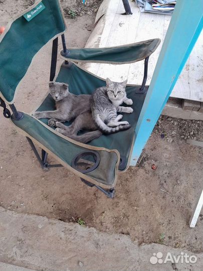 Кошка в дар бесплатно