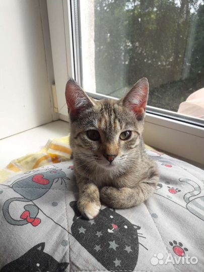 Кошечка Грейс