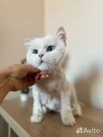 Стрижка кошек