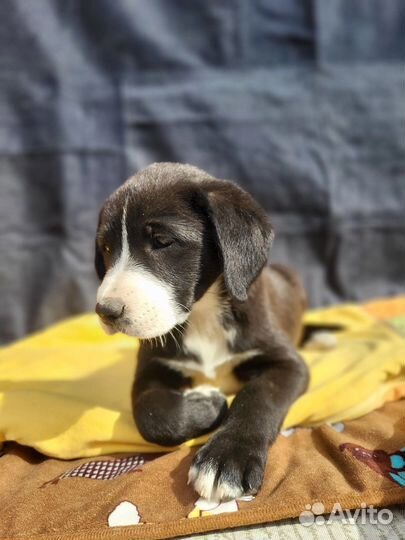 Красивые щенки 1 месяц в дар