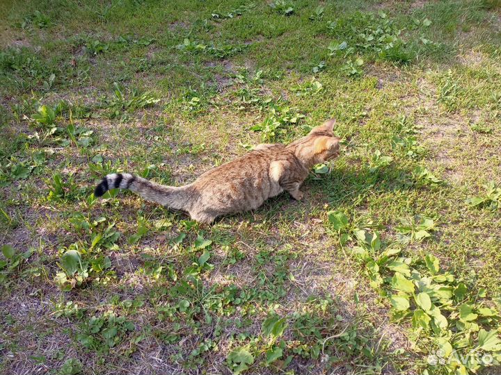 Кошка Savanna f5