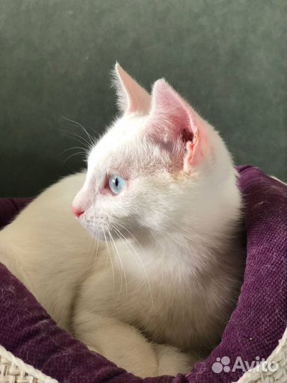 Котенок в добрые руки