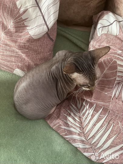 Продам кошку сфинкса