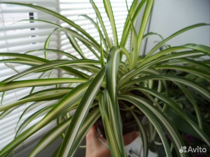 Хлорофитум Vittatum