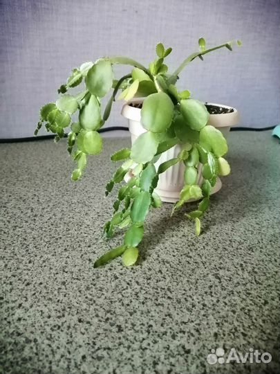 Декабрист шлюмбергера