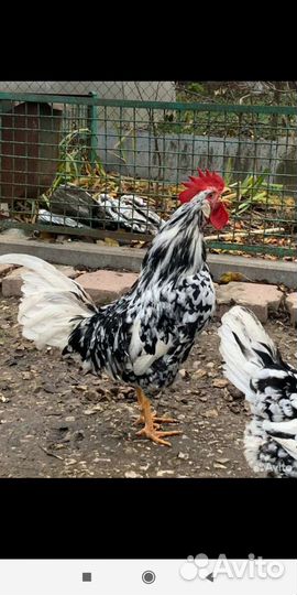 Петушки леггорн далматинец