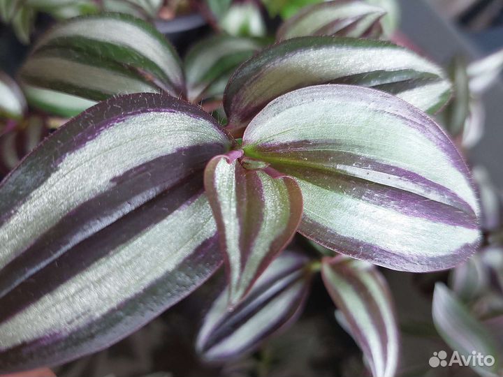 Традесканции сортовые