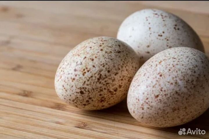 Домашние индюшиные яйца