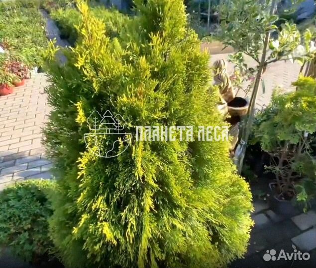 Туя западная Голден Смарагд Морозостойка