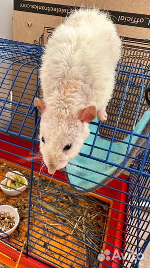 Крыса с клеткой