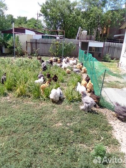 Куры породы кокинхин И орпингтон