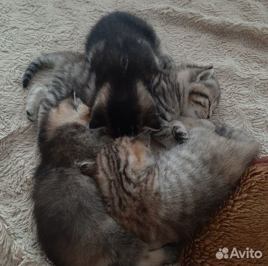 Продам котят