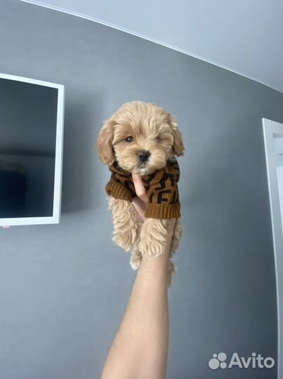 Мальтипу f1 mini девочка