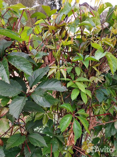 Девичий виноград