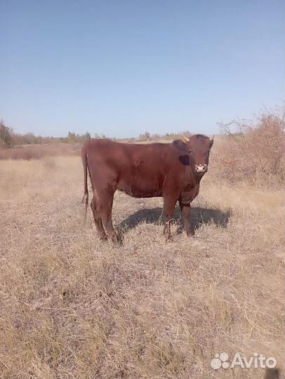 Крс,корова