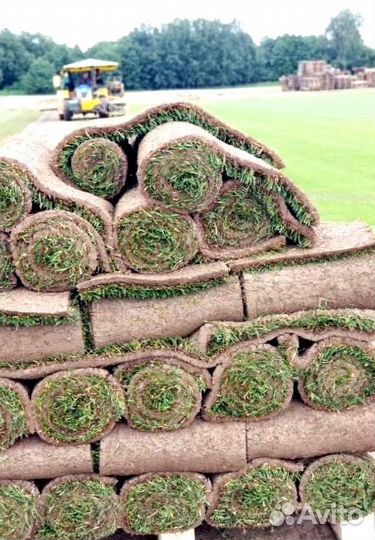 Рулонный газон 