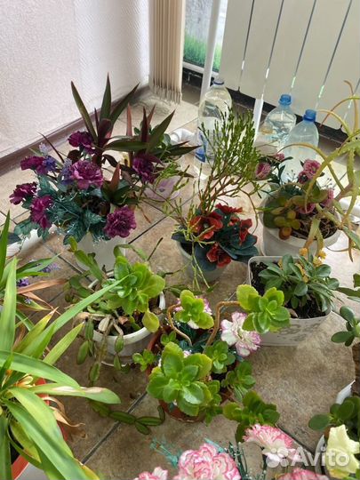 Комнатные цветы