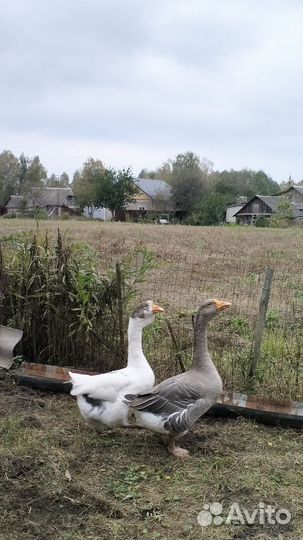 Гуси