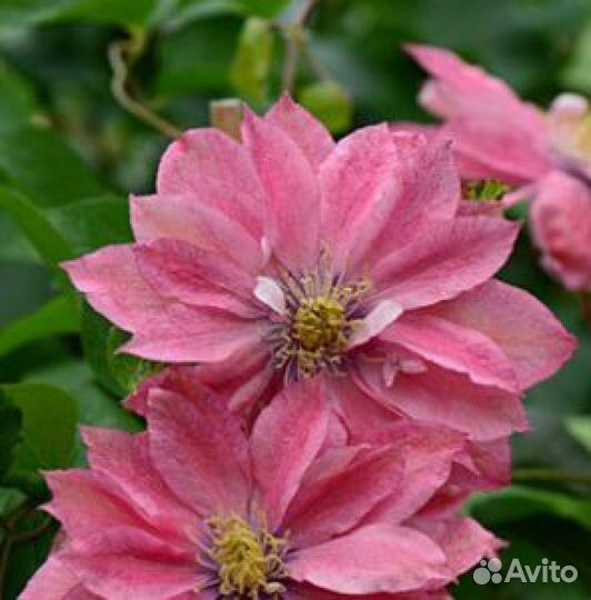 Клематис, бронь на весну