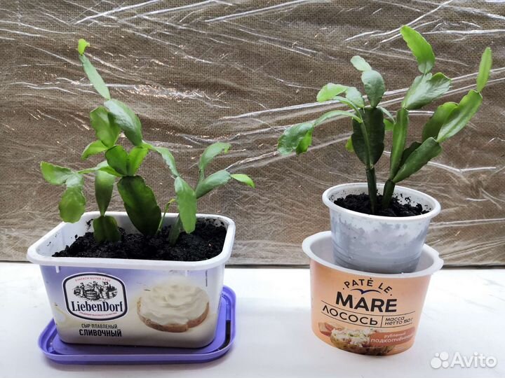 Декабрист / Шлюмбергера / Рождественник