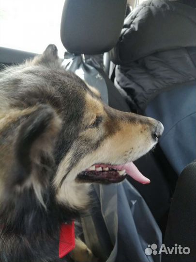 Собака в добрые руки отдам бесплатно