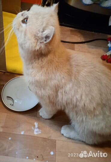 Британский кот