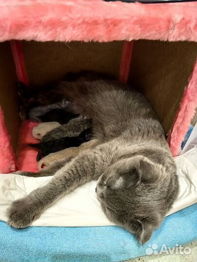 Котята вислоухие