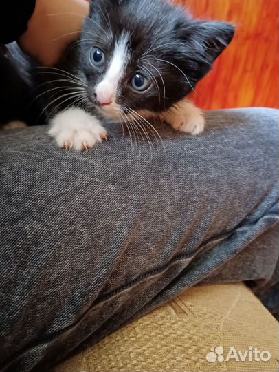 Отдам котенка