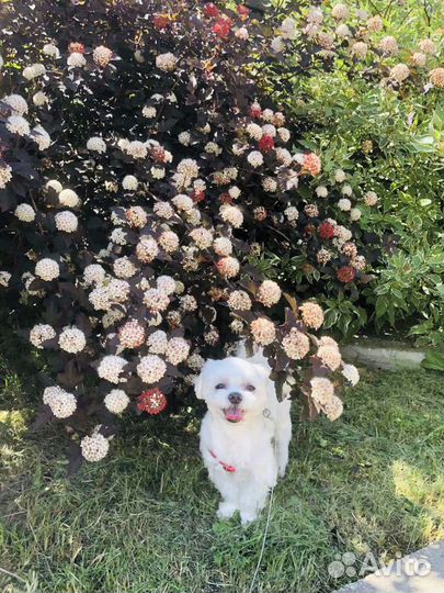 Вязка мальтез