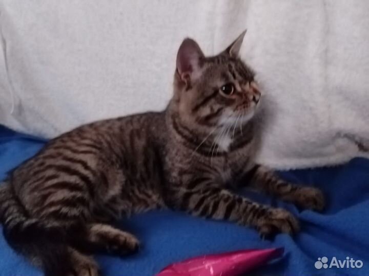 Котик, 1 год