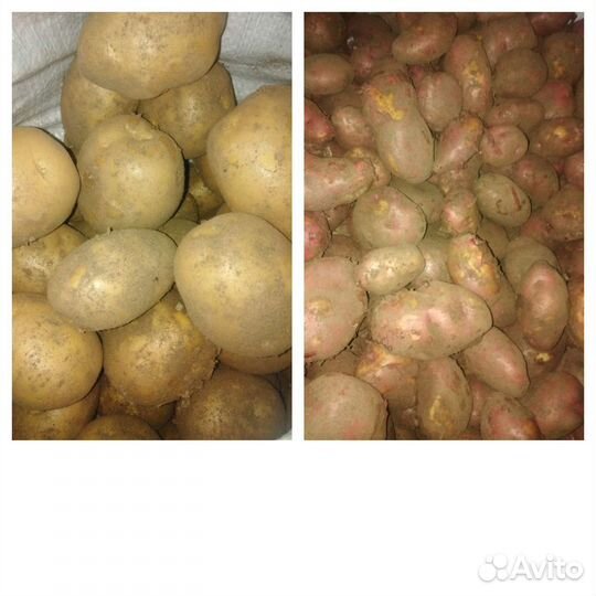 Продам свежий крупный картофель, урожай 2023
