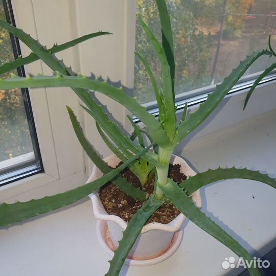 Алоэ столетник