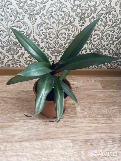 Кордилина растение комнатное