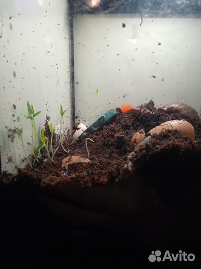 Улитки ахатины